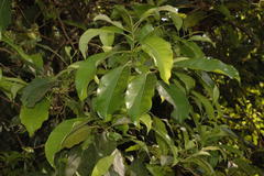 Chionanthus ramiflorus